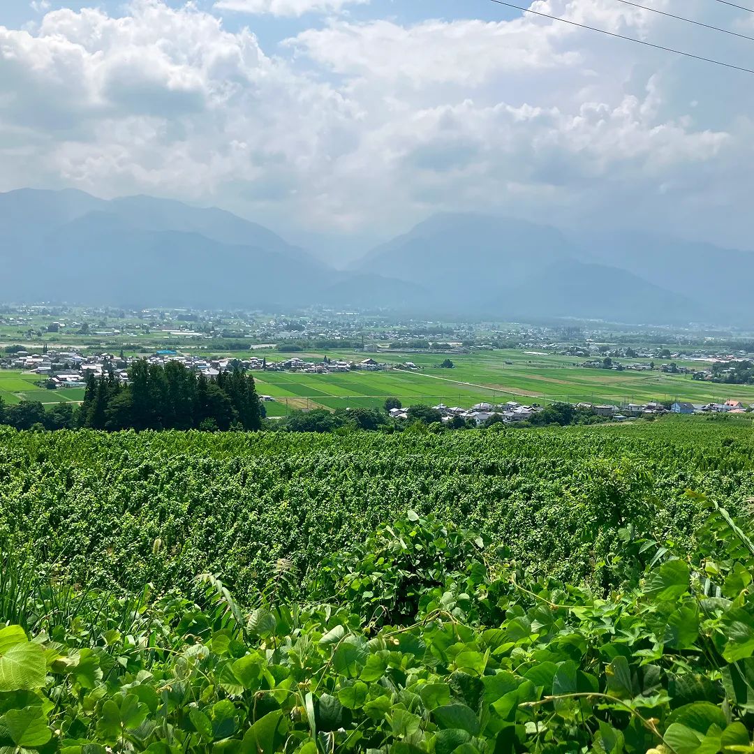 安曇野池田シャルドネ ブラン・ド・ブラン